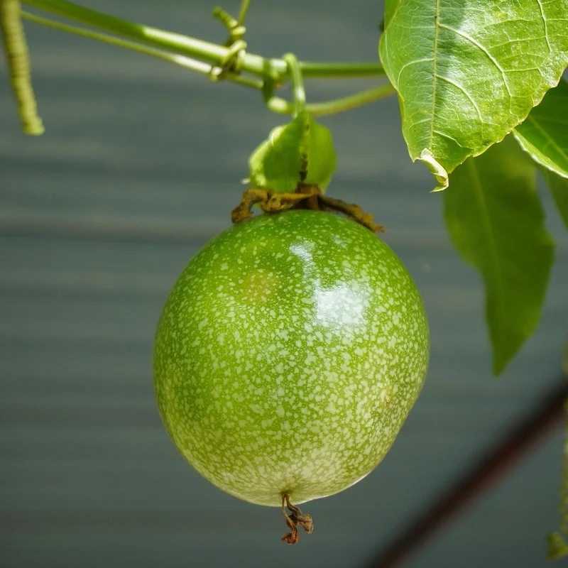 Passionfruit Extract — natural source material