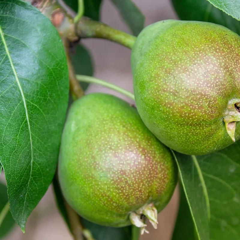 Pear Powder — natural source material