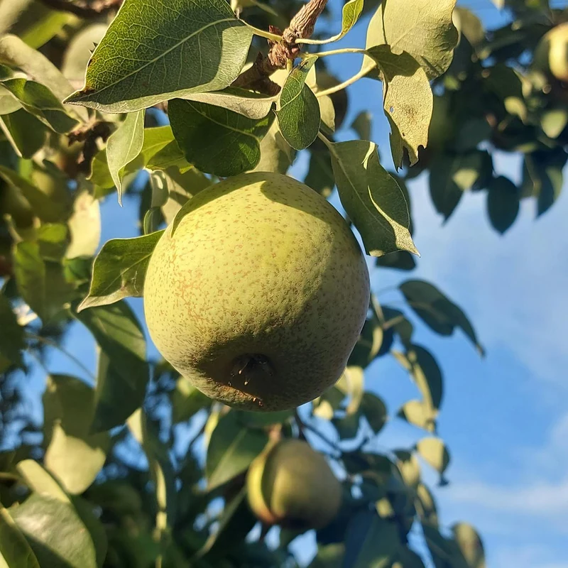 Pear Powder — natural source material