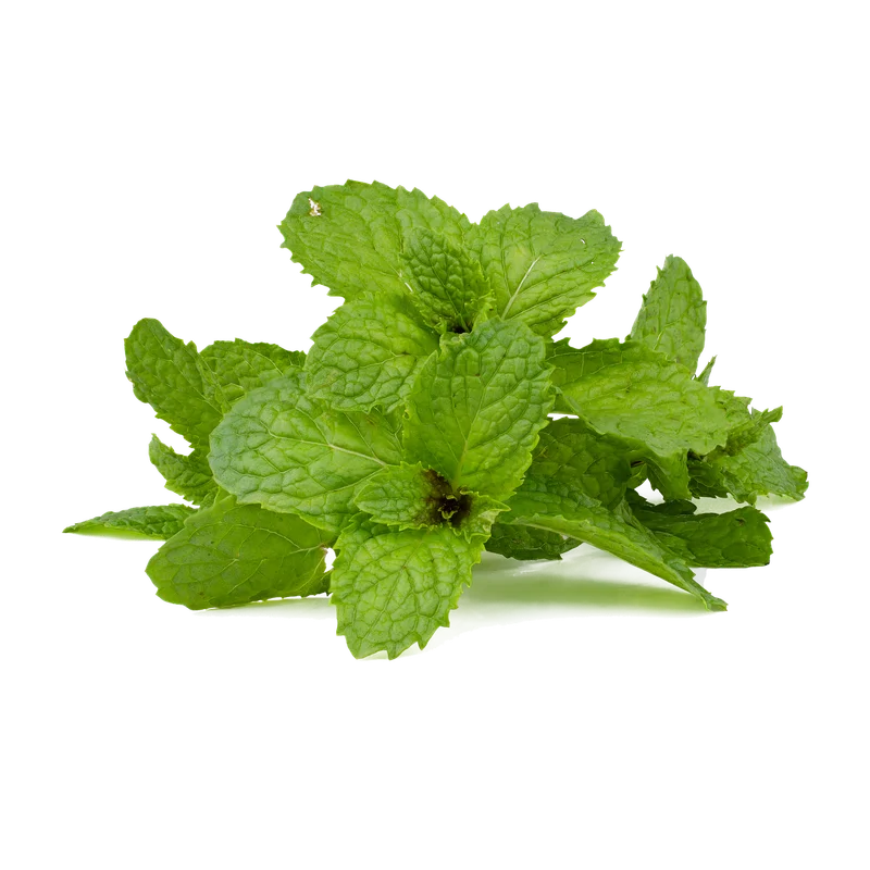 Peppermint Leaf Extract — natural source material