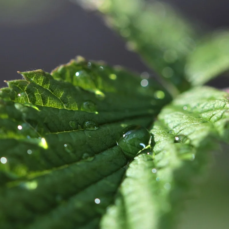 Peppermint Oil — natural source material