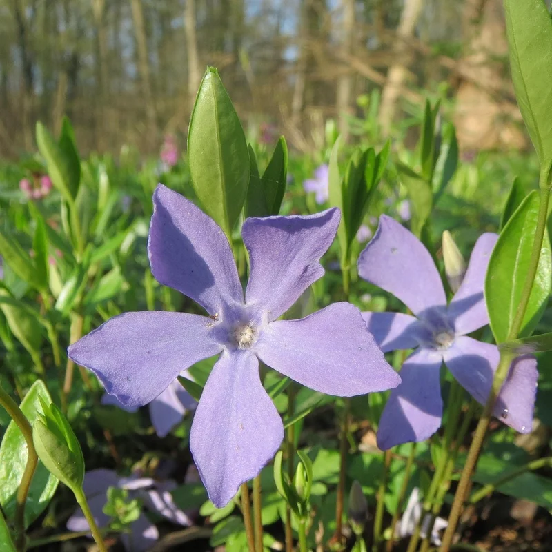 Periwinkle Extract — natural source material