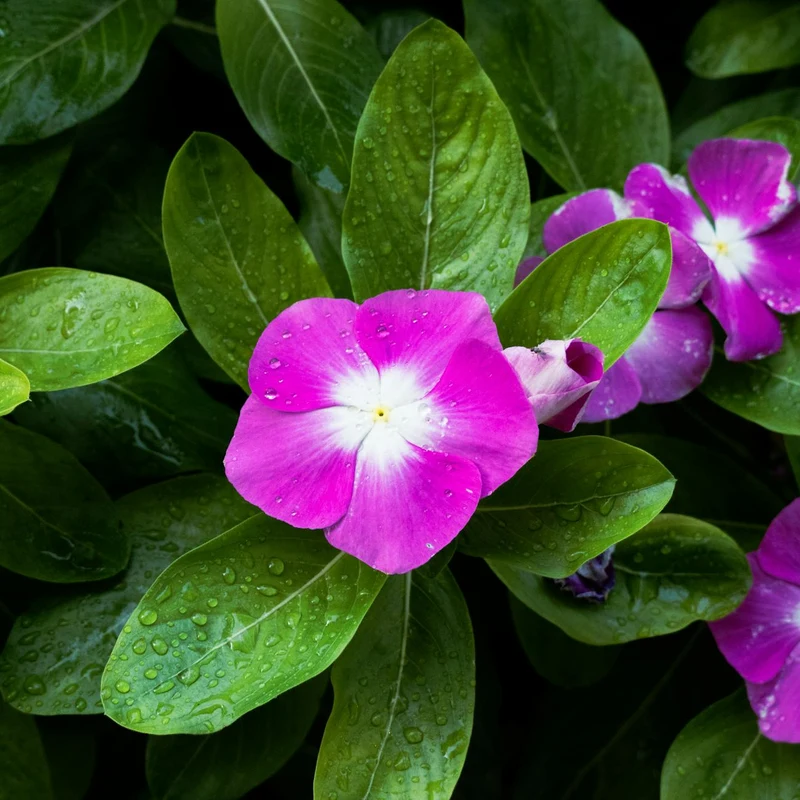 Periwinkle Extract — natural source material