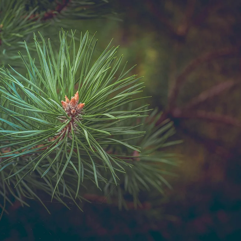 Pine Bark Extract — natural source material