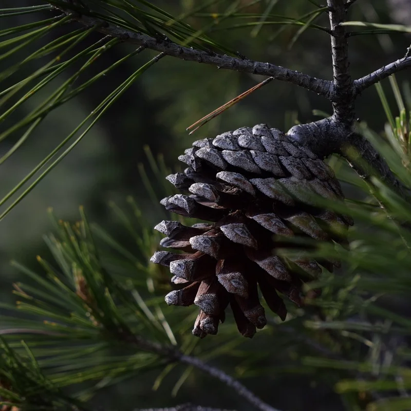 Pine Pollen — natural source material