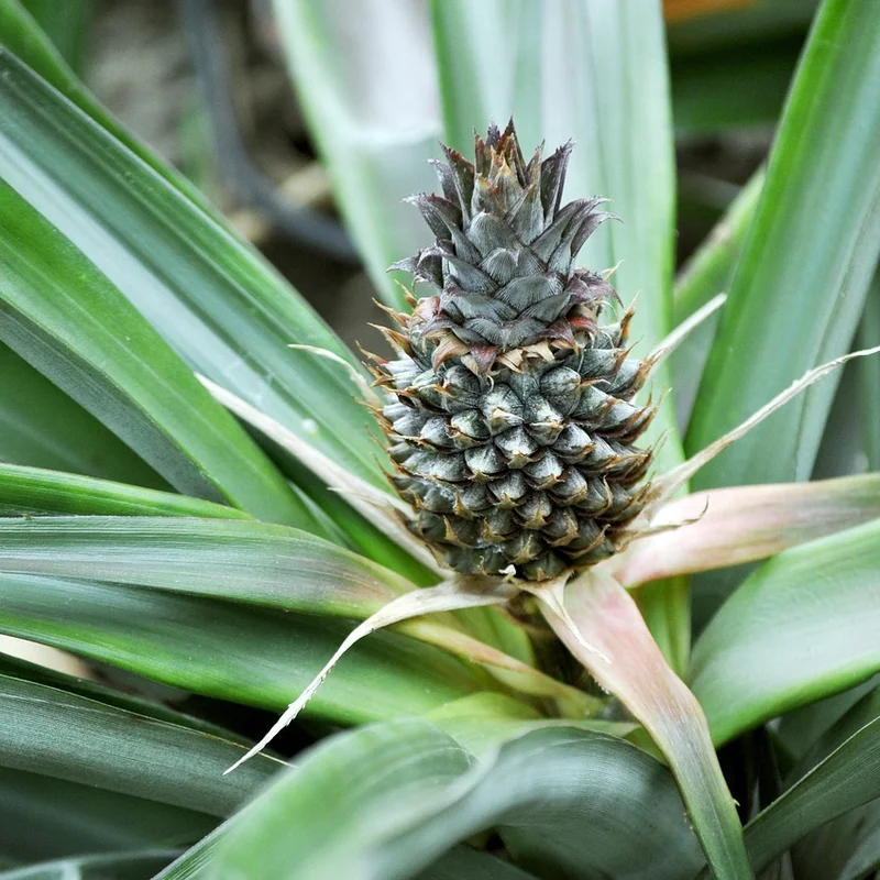 Pineapple Fruit — natural source material