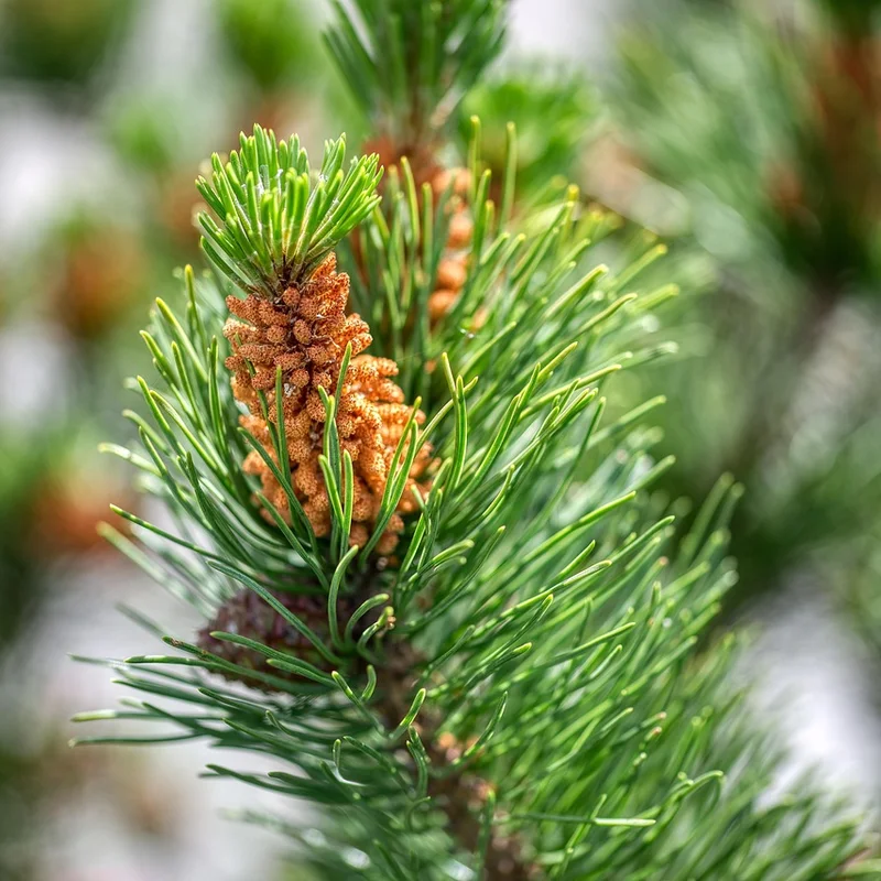 Pinus Halepensis Extract — natural source material