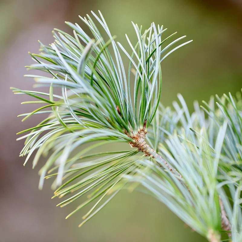 Pinus Niagra Extract — natural source material