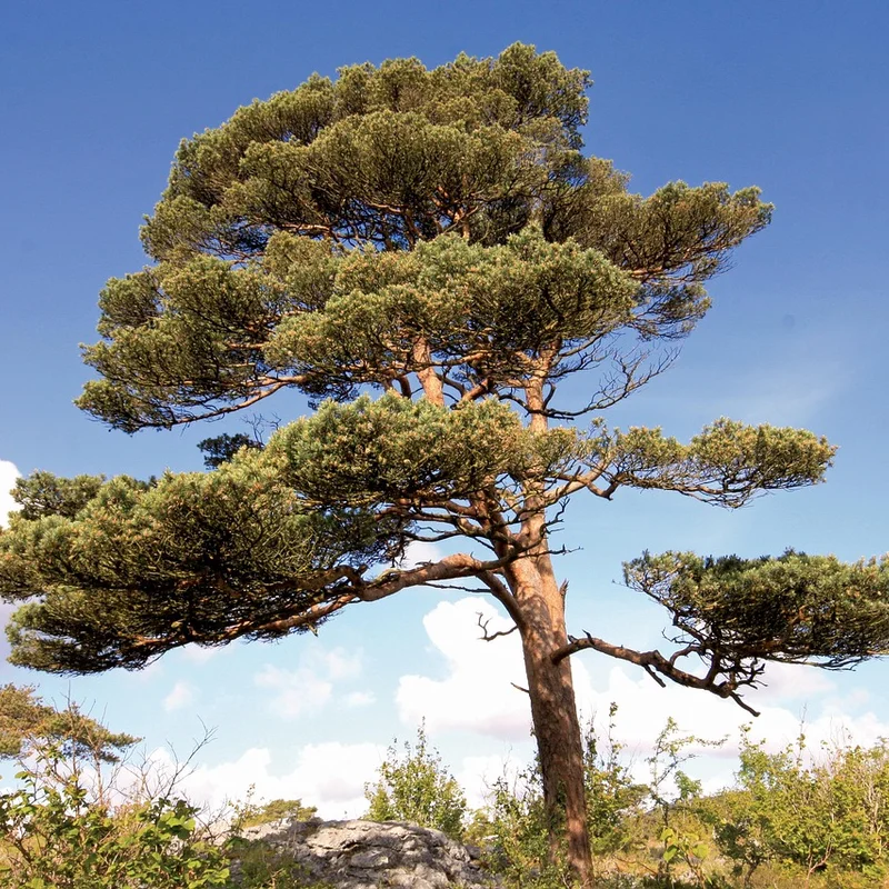 Pinus Sylvestris Extract — natural source material