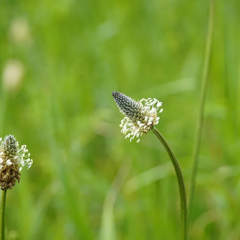 Plantago Quata Extract — natural source material