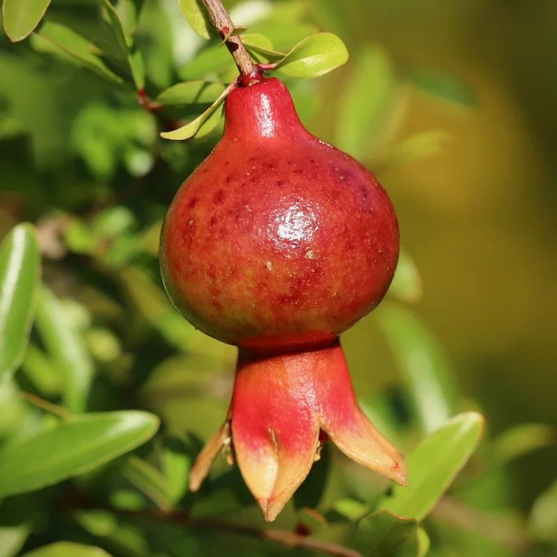 Pomegranate Extract — natural source material