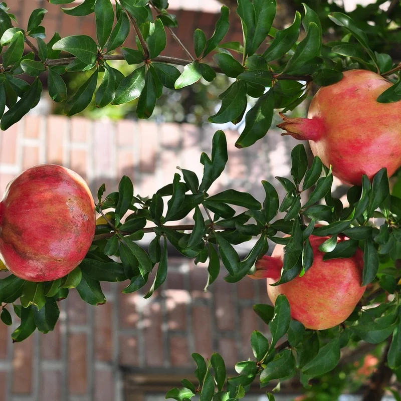 Pomegranate Fruit Extract — natural source material