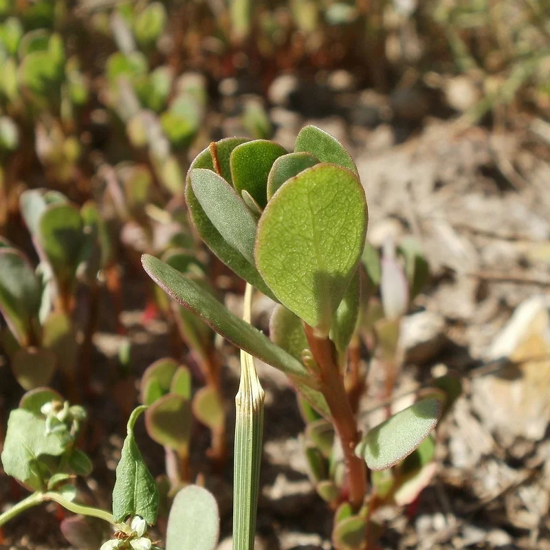 Portulaca Oleracea Extract — natural source material