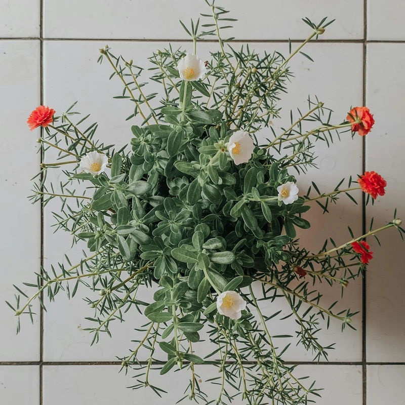 Portulaca Oleracea Extract — natural source material