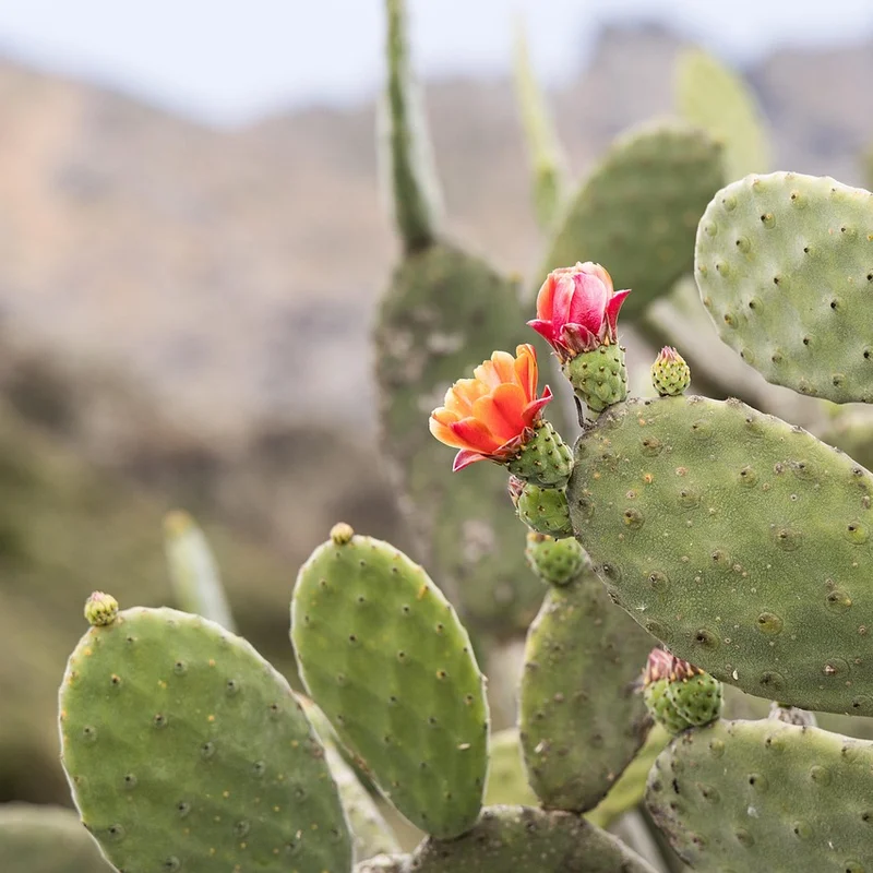 Prickly Pear Cactus Extract — natural source material