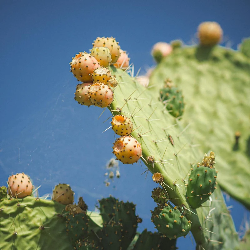 Prickly Pear Cactus Extract — natural source material