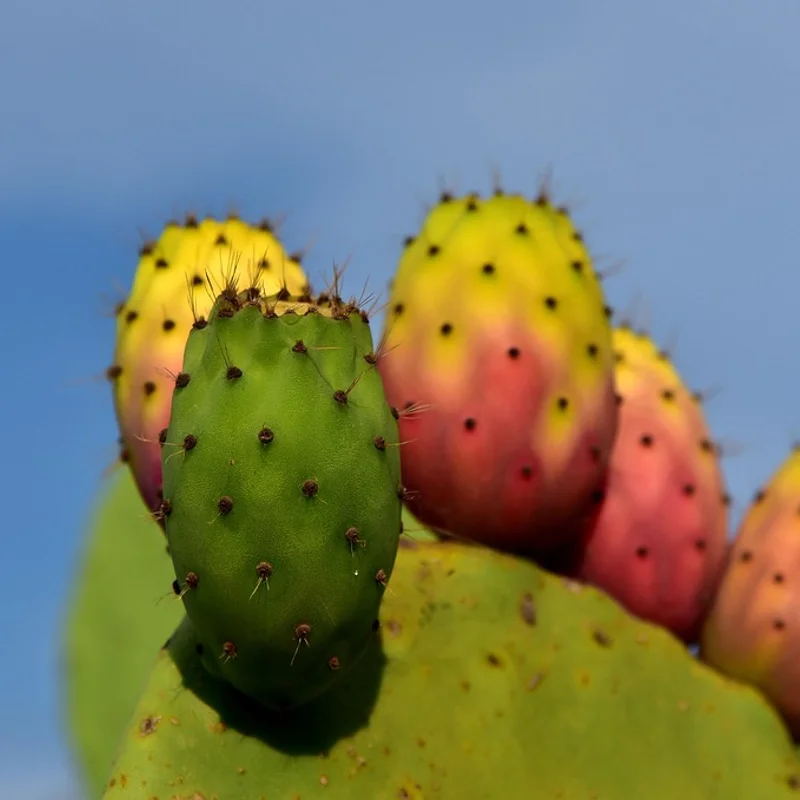 Prickly Pear Extract — natural source material