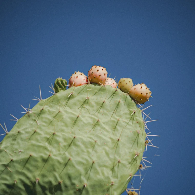 Prickly Pear Extract — natural source material