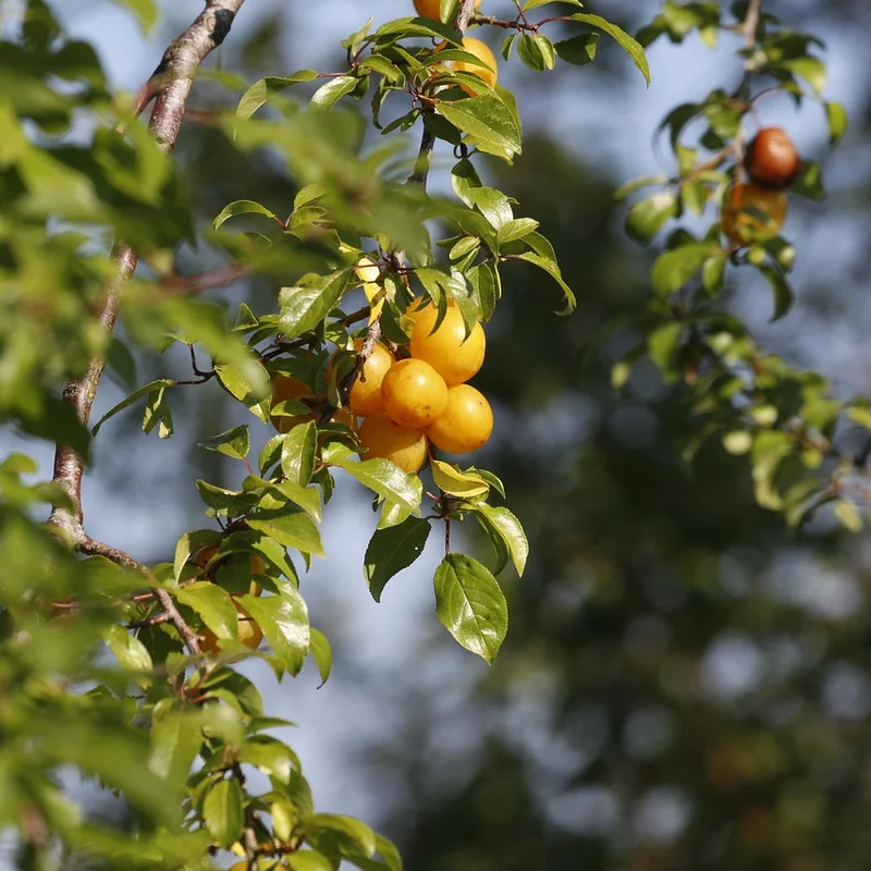 Prune Extract — natural source material