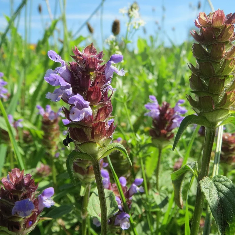 Prunella Vulgaris Extract — natural source material