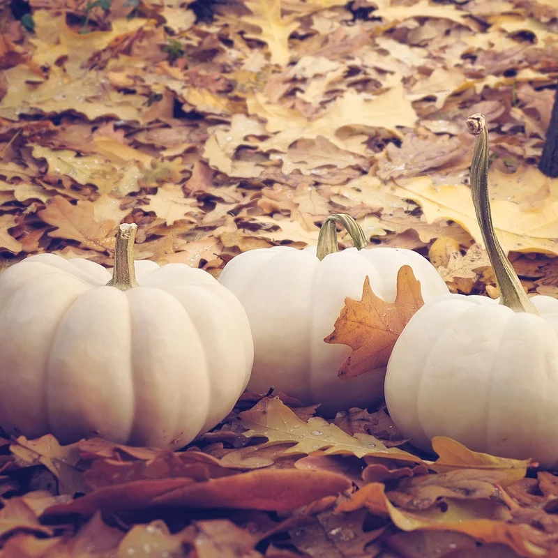 Pumpkin Seed Extract — natural source material