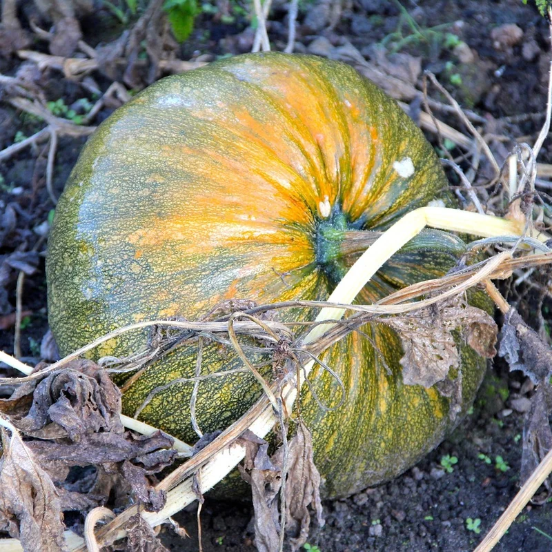 Pumpkin Seed Oil — natural source material