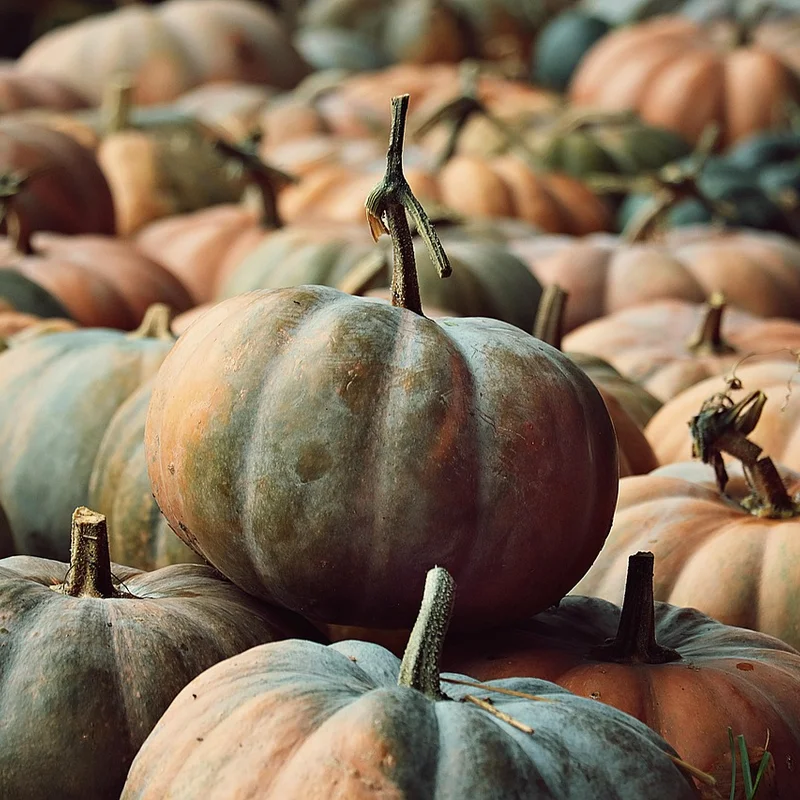 Pumpkin Seed Protein — natural source material