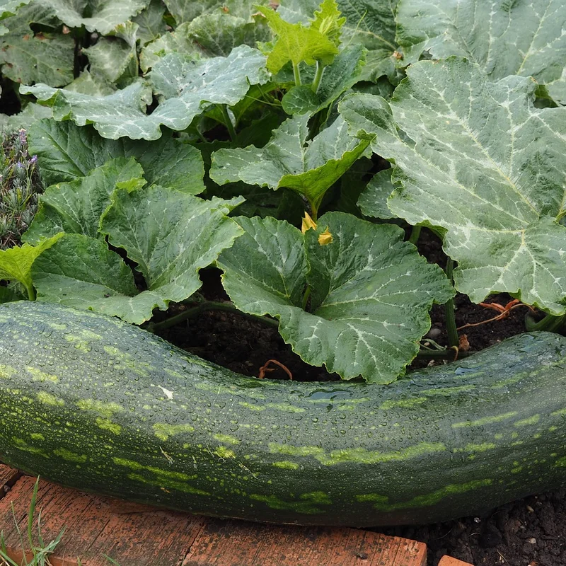 Pumpkin Seeds Extract — natural source material