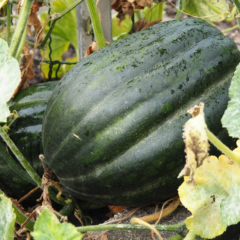 Pumpkin Seeds — natural source material