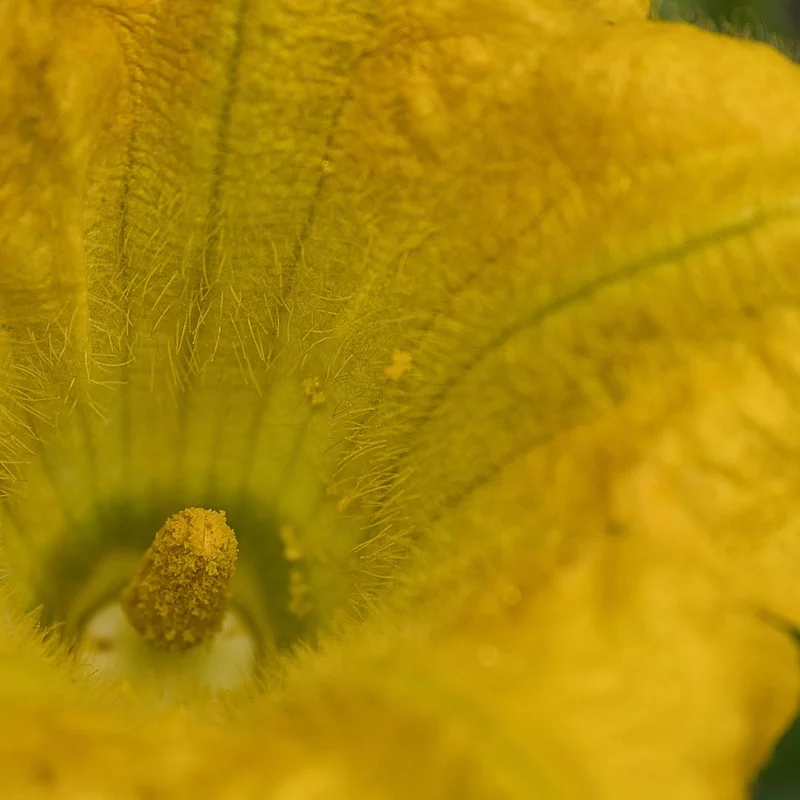 Pumpkin — natural source material