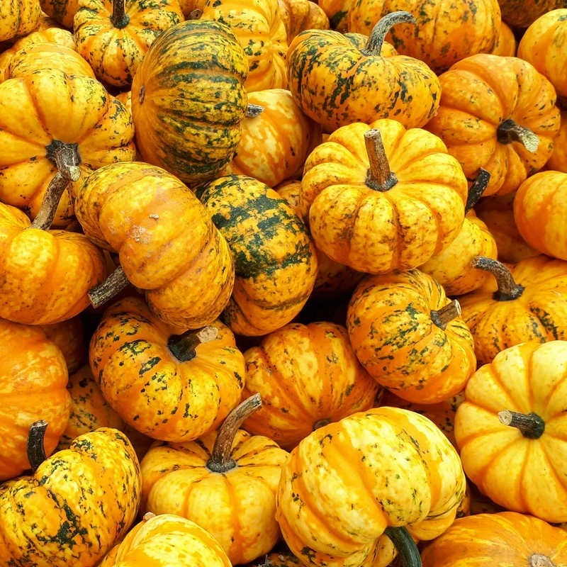 Pumpkin — natural source material