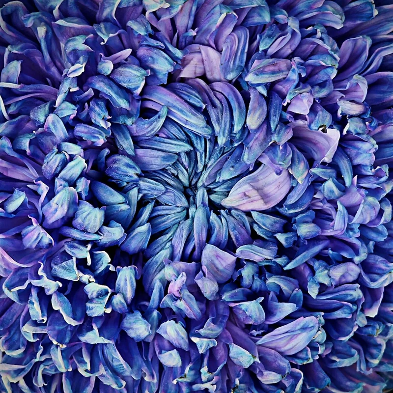 Purple Chrysanthemum — natural source material