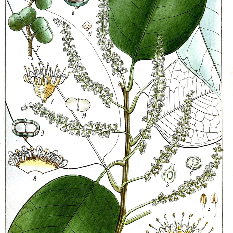 Pygeum Extract — natural source material