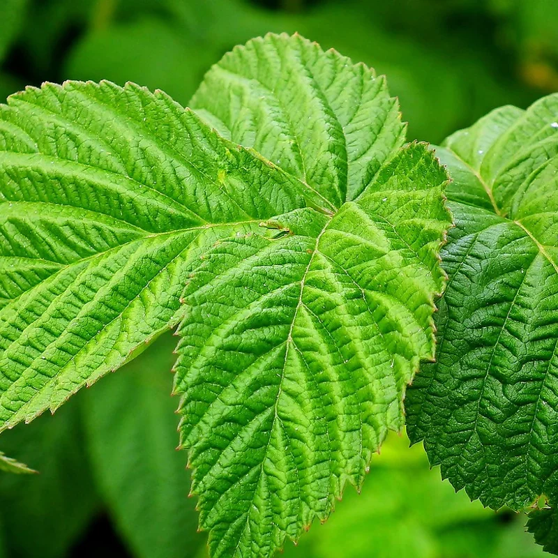 Raspberry Extract — natural source material