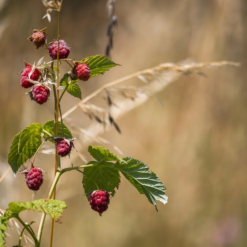 Raspberry Ketones — natural source material