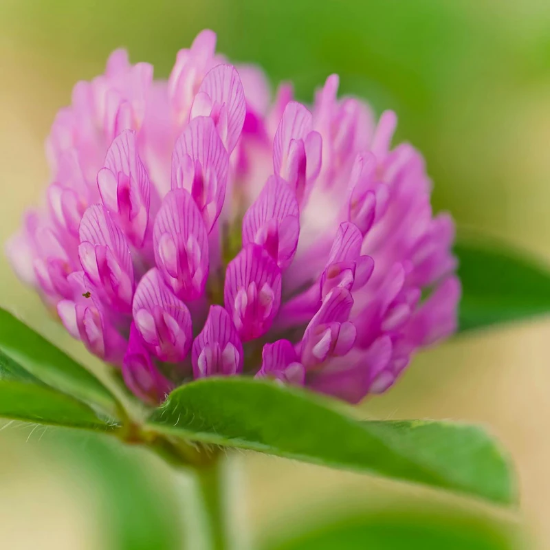 Red Clover Blossom — natural source material