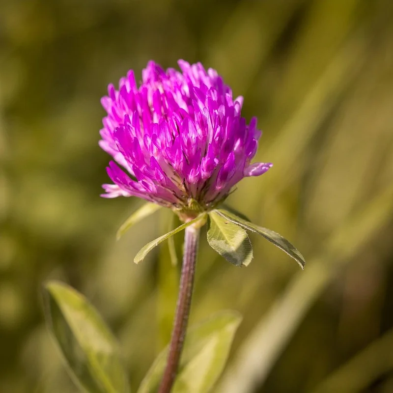 Red Clover Extract — natural source material