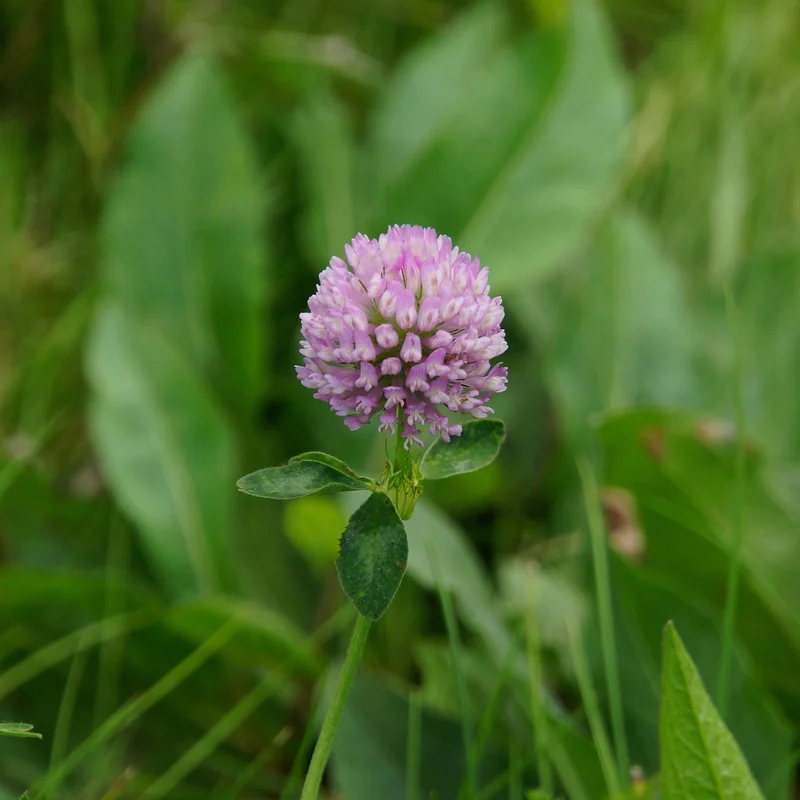 Red Clover — natural source material