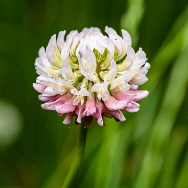 Red Clover — natural source material