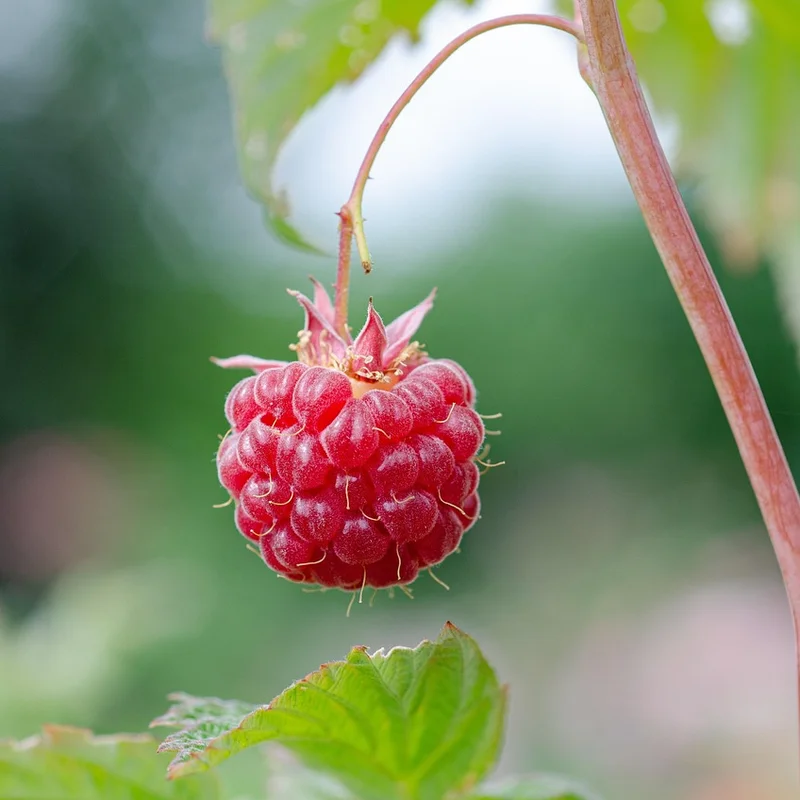 Red Raspberry Extract — natural source material