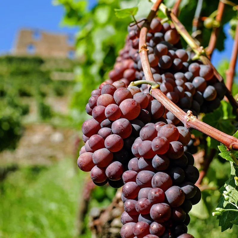 Red Wine Extract — natural source material