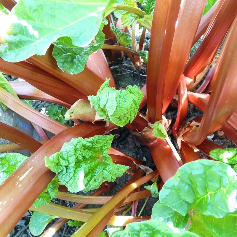 Rheum Rhaponticum Extract — natural source material