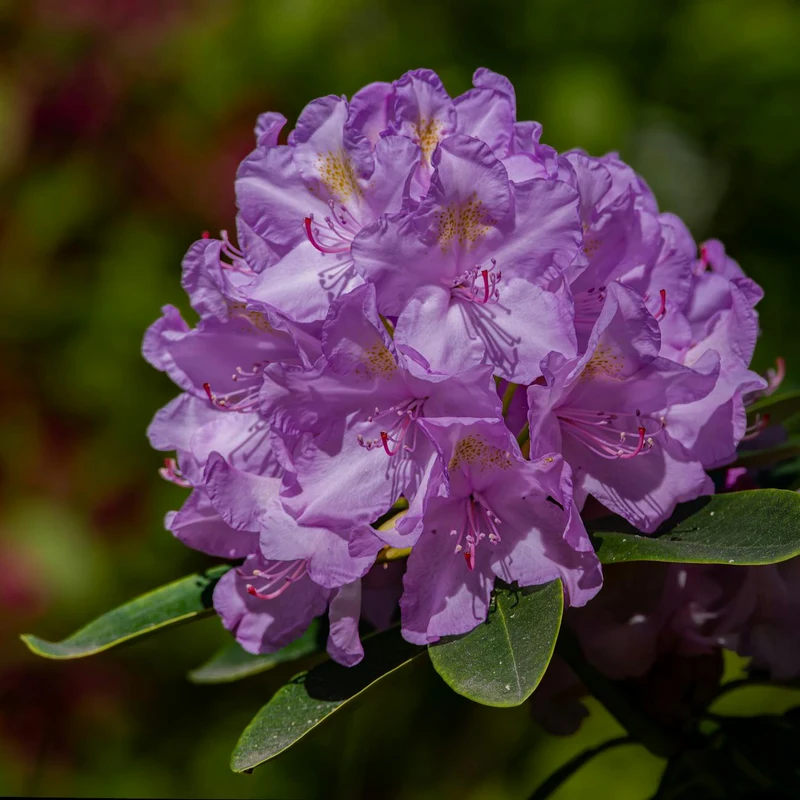 Rhododendron Leaf Extract — natural source material