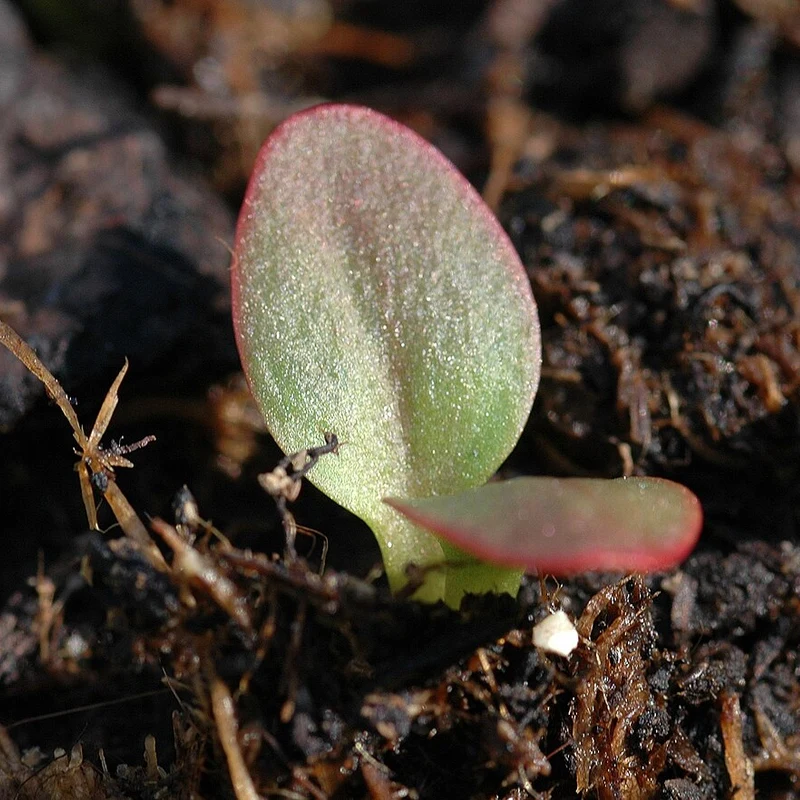 Rhubarb Root Extract — natural source material