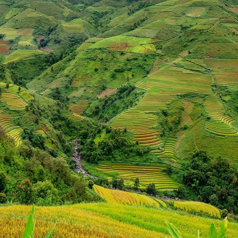 Rice Maltodextrin — natural source material