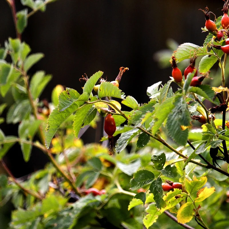 Rose Hip Extract — natural source material