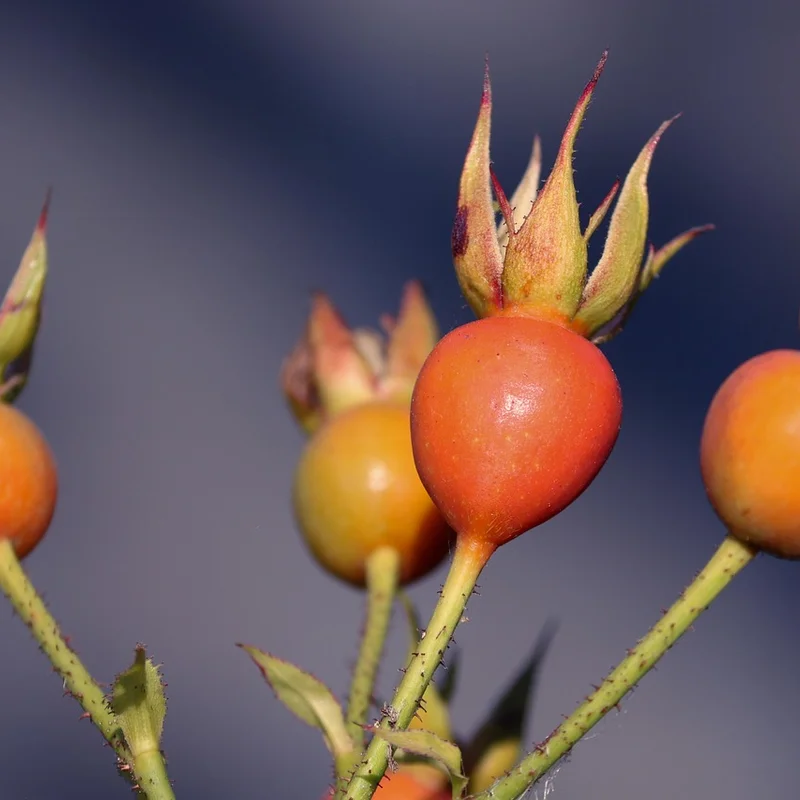 Rose Hips Extract — natural source material