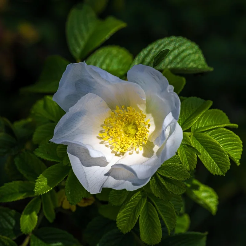 Rose Hips Powder — natural source material