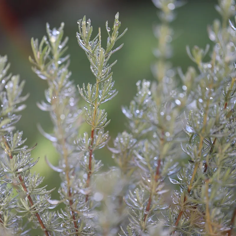Rosemary Extract — natural source material