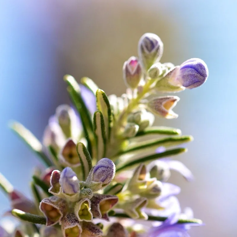 Rosemary Leaf Extract — natural source material